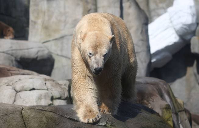 15.03.2026, xcex, GER, Hamburg, Stellingen, Zoo, Kultur, Tiere, Artenschutz, Nachwuchs, Fruehlingserwachen im Tierpark Hagenbeck, neuer Eisbaer im Eismeer, Eisbaermaennchen Rasputin ist im Zuge des Europaeischen Erhaltugszuchtprogramms (EEP) aus Aalborg (Daenemark) nach Hamburg umgezogen