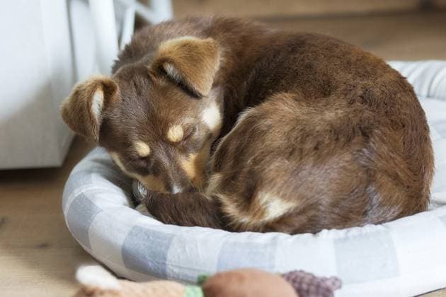 Brauner Köterwelpe schläft in einem gemütlichen Hundebett Brown mutt puppy sleeping in a cozy dog bed Copyright: imageBROKER NataliyaxNazarova ibxiqx16939251.jpg