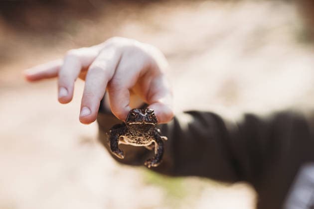 Close up of boy s hands holding toad in springtime McClure, Illinois, United States CR_WEKW260313-1981607-01