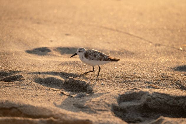 Close up of a small sanderling walking on a sandy Florida beach Sanibel, Florida, United States R_MCKJ260313-1959438-01