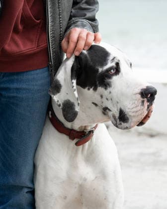 Great Dane Sitting by Owner s Side with Hand on Head Odesa, Odesa Oblast, Ukraine R_MLYP260312-1980455-01