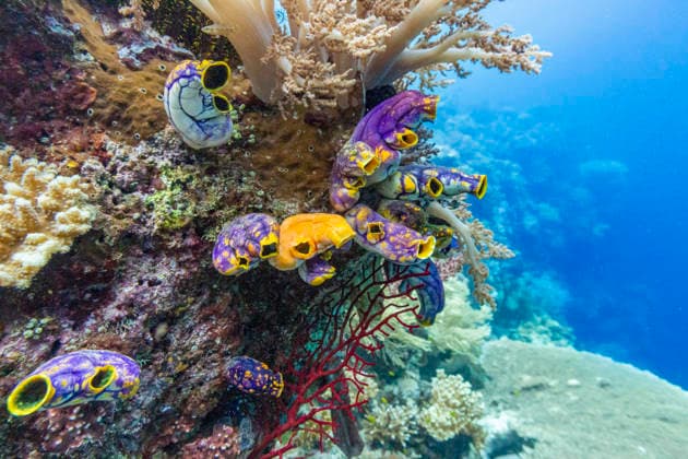 Colors of soft and hard corals with tropical fish in Misool, Raja Ampat, Papua, Indonesia Copyright: MichaelxNolan 1112-12890