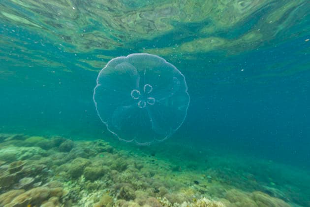 Exploring the underwater world featuring an Asian moon jellyfish in Raja Ampat, Papua, Indonesia Copyright: MichaelxNolan 1112-12903
