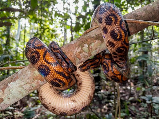 Adult rainbow boa captured by local guide on the Maraon River in Peru showcasing its vibrant colors and unique patterns Copyright: MichaelxNolan 1112-12541