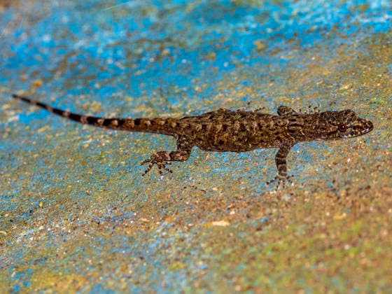 Creative Highlights World Captive bridled forest gecko walks on surface at the Dallas Manatee Rescue Center located in Iquitos, Peru Copyright: MichaelxNolan 1112-12568