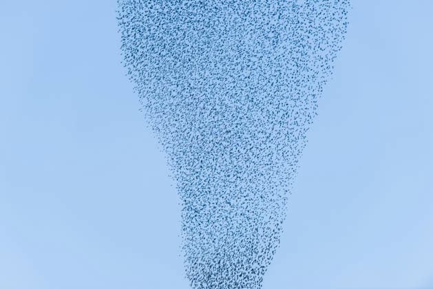 Creative Highlights World Staren (Sturnus vulgaris) fliegen in grosser Anzahl eine Formation (Murmuration) am Himmel bei Matera, Basilikata, Italien. Ein Schwarm Stare fliegt am Himmel *** Starlings Sturnus vulgaris fly in large numbers in a formation Murmuration in the sky near Matera, Basilicata, Italy A flock of starlings flies in the sky