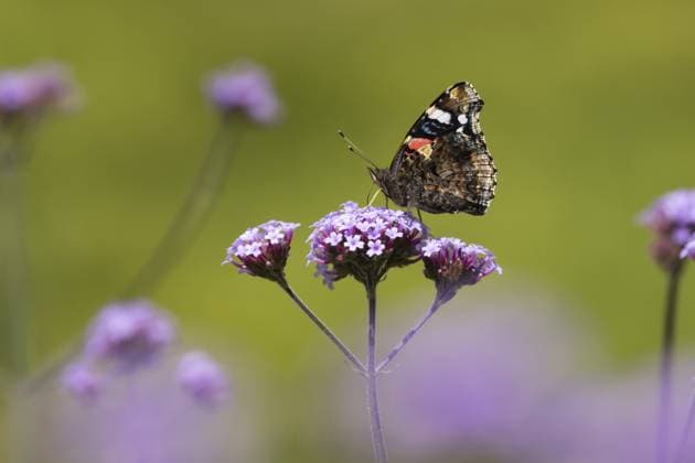 Roter Admiral (Vanessa atalanta), erwachsenes Insekt bei der Nahrungsaufnahme an den violetten Blüten der Gartenverbene (Verbena bonariensis) im Sommer, Norfolk, England, Großbritannien Red admiral butterfly (Vanessa atalanta) adult insect feeding on garden Verbena bonariensis purple flowers in summer, Norfolk, England, United Kingdom Copyright: imageBROKER KevinxSawford ibxksa17017897.jpg