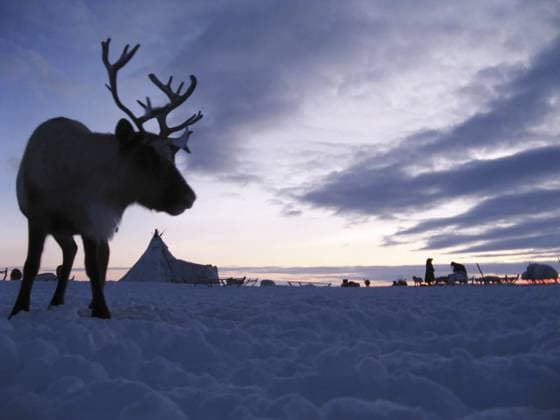 Rentiere vor einer Tundra Landschaft. Das Leben auf Jamal Reindeer against a tundra landscape. Life on Yamal Copyright: imageBROKER LeonidxEremeychuk ibxler16596750.jpg