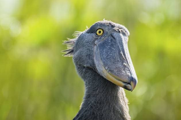 Schuhschnabel (Balaeniceps rex), Jungtier, Tierporträt, Sümpfe von Mabamba, Viktoriasee, Uganda Shoebill (Balaeniceps rex), juvenile, animal portrait, swamps of Mabamba, Lake Victoria, Uganda Copyright: imageBROKER MaraxBrandl ibxmab16756978.jpg