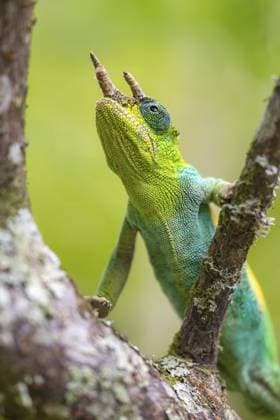 Creative Highlights World Dreihornchamäleon (Trioceros jacksonii), Männchen, auf einem Ast, Bwindi Impenetrable Forest Nationalpark, Uganda Three-horned chameleon (Trioceros jacksonii), male, on a branch, Bwindi Impenetrable Forest National Park, Uganda Copyright: imageBROKER MaraxBrandl ibxmab16773683.jpg