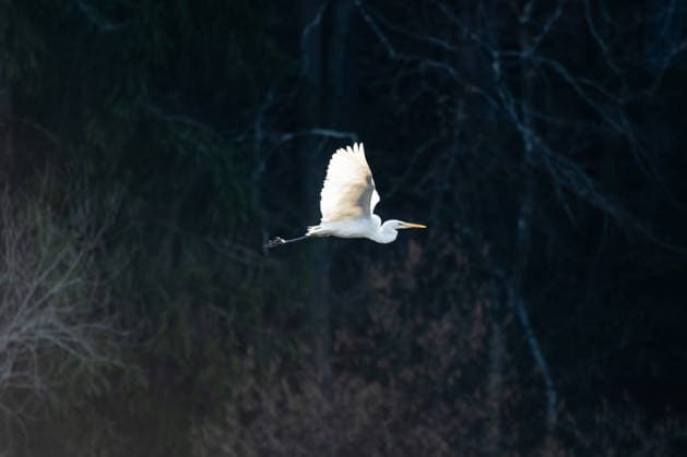 Creative Highlights World Ein Silberreiher fliegt bei Sonnenschein in einem Naturschutzgebiet. Rottweil Baden-Württemberg Deutschland *** A great egret flies in the sunshine in a nature reserve Rottweil Baden Württemberg Germany