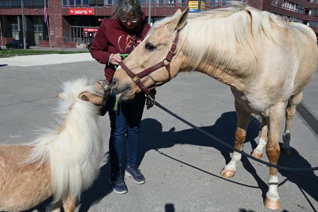 Pferd Arno und Camillo, l-r, bei der Pressekonferenz zur Pferdeshow CAVALLUNA Tor zur Anderswelt die im Mai in Köln gastiert.