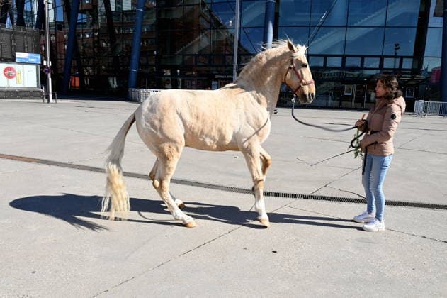 Pferdetrainerin und Reiterin Kenzie Dysli mit ihrem Pferd Camillo bei der Pressekonferenz zur Pferdeshow CAVALLUNA Tor zur Anderswelt die im Mai in Köln gastiert.