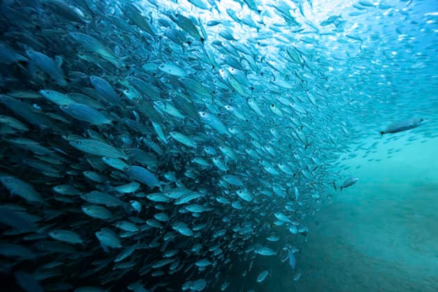 Los Islotes Sea Lion Colony, La Paz Mexico, Mexico Baja California Peninsula A large school of fish swimming in the ocean with light filtering through the water. La Paz, Baja California Sur, Mexico La Paz Mexico Mexico, Mexico Baja California Peninsula leke18139 Copyright: xConnectxImagesx