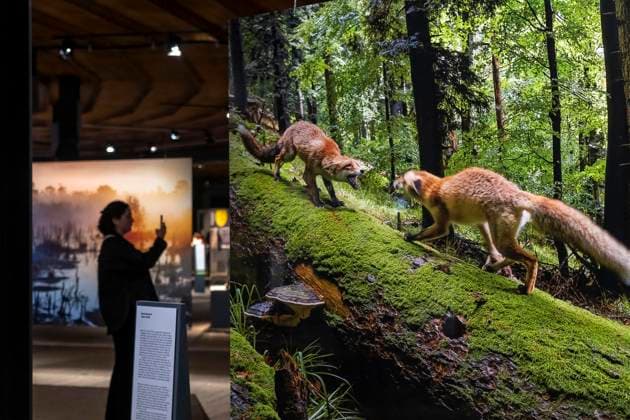 Neue Ausstellung im Gasometer Oberhausen, Mythos Wald, auf 3 Ebenen und mit mehreren Thematischen Kapiteln zeigt die Ausstellung die Diversität der Wälder der Welt mit Bildern, Videos und Exponaten, NRW, Deutschland, Mythos Wald Oberhausen