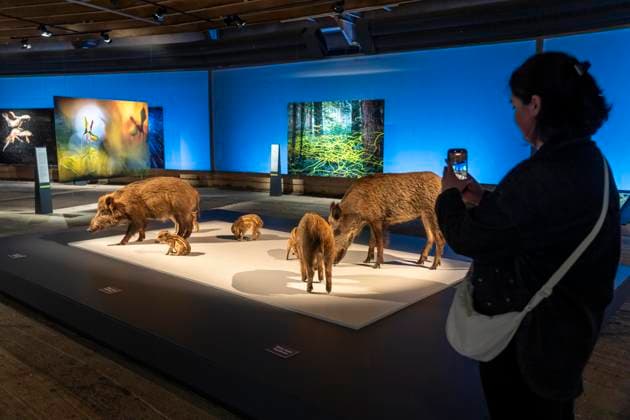 Neue Ausstellung im Gasometer Oberhausen, Mythos Wald, auf 3 Ebenen und mit mehreren Thematischen Kapiteln zeigt die Ausstellung die Diversität der Wälder der Welt mit Bildern, Videos und Exponaten, NRW, Deutschland, Mythos Wald Oberhausen
