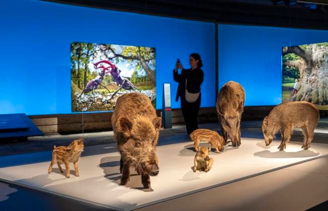 Neue Ausstellung im Gasometer Oberhausen, Mythos Wald, auf 3 Ebenen und mit mehreren Thematischen Kapiteln zeigt die Ausstellung die Diversität der Wälder der Welt mit Bildern, Videos und Exponaten, NRW, Deutschland, Mythos Wald Oberhausen