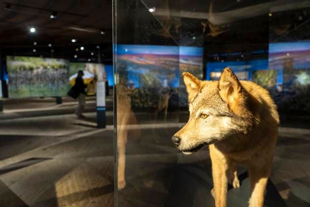 Neue Ausstellung im Gasometer Oberhausen, Mythos Wald, auf 3 Ebenen und mit mehreren Thematischen Kapiteln zeigt die Ausstellung die Diversität der Wälder der Welt mit Bildern, Videos und Exponaten, NRW, Deutschland, Mythos Wald Oberhausen