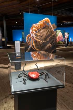 Neue Ausstellung im Gasometer Oberhausen, Mythos Wald, auf 3 Ebenen und mit mehreren Thematischen Kapiteln zeigt die Ausstellung die Diversität der Wälder der Welt mit Bildern, Videos und Exponaten, NRW, Deutschland, Mythos Wald Oberhausen