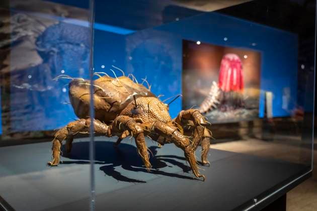 Neue Ausstellung im Gasometer Oberhausen, Mythos Wald, auf 3 Ebenen und mit mehreren Thematischen Kapiteln zeigt die Ausstellung die Diversität der Wälder der Welt mit Bildern, Videos und Exponaten, NRW, Deutschland, Mythos Wald Oberhausen