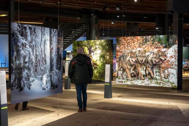Neue Ausstellung im Gasometer Oberhausen, Mythos Wald, auf 3 Ebenen und mit mehreren Thematischen Kapiteln zeigt die Ausstellung die Diversität der Wälder der Welt mit Bildern, Videos und Exponaten, NRW, Deutschland, Mythos Wald Oberhausen