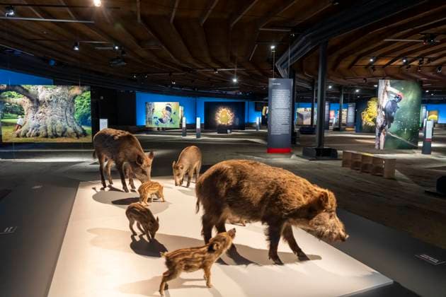 Neue Ausstellung im Gasometer Oberhausen, Mythos Wald, auf 3 Ebenen und mit mehreren Thematischen Kapiteln zeigt die Ausstellung die Diversität der Wälder der Welt mit Bildern, Videos und Exponaten, NRW, Deutschland, Mythos Wald Oberhausen