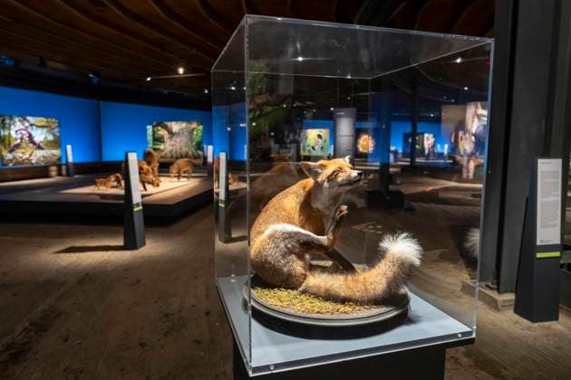 Neue Ausstellung im Gasometer Oberhausen, Mythos Wald, auf 3 Ebenen und mit mehreren Thematischen Kapiteln zeigt die Ausstellung die Diversität der Wälder der Welt mit Bildern, Videos und Exponaten, NRW, Deutschland, Mythos Wald Oberhausen