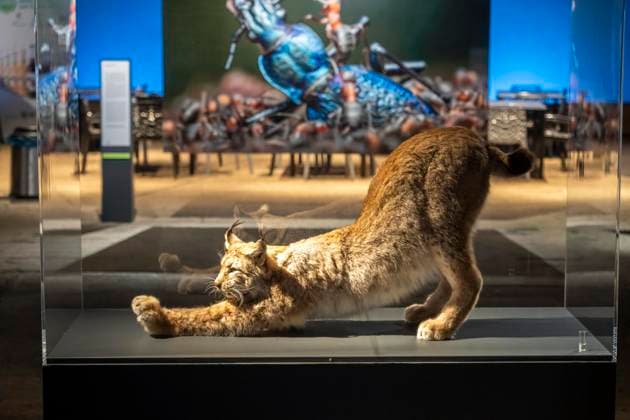 Neue Ausstellung im Gasometer Oberhausen, Mythos Wald, auf 3 Ebenen und mit mehreren Thematischen Kapiteln zeigt die Ausstellung die Diversität der Wälder der Welt mit Bildern, Videos und Exponaten, NRW, Deutschland, Mythos Wald Oberhausen