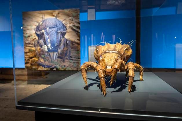 Neue Ausstellung im Gasometer Oberhausen, Mythos Wald, auf 3 Ebenen und mit mehreren Thematischen Kapiteln zeigt die Ausstellung die Diversität der Wälder der Welt mit Bildern, Videos und Exponaten, NRW, Deutschland, Mythos Wald Oberhausen