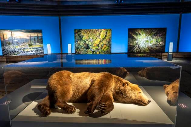 Neue Ausstellung im Gasometer Oberhausen, Mythos Wald, auf 3 Ebenen und mit mehreren Thematischen Kapiteln zeigt die Ausstellung die Diversität der Wälder der Welt mit Bildern, Videos und Exponaten, NRW, Deutschland, Mythos Wald Oberhausen