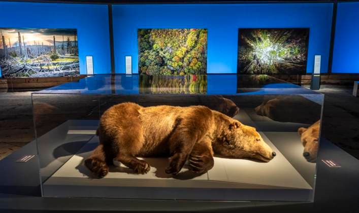 Neue Ausstellung im Gasometer Oberhausen, Mythos Wald, auf 3 Ebenen und mit mehreren Thematischen Kapiteln zeigt die Ausstellung die Diversität der Wälder der Welt mit Bildern, Videos und Exponaten, NRW, Deutschland, Mythos Wald Oberhausen