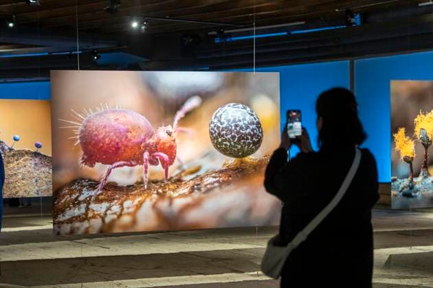 Neue Ausstellung im Gasometer Oberhausen, Mythos Wald, auf 3 Ebenen und mit mehreren Thematischen Kapiteln zeigt die Ausstellung die Diversität der Wälder der Welt mit Bildern, Videos und Exponaten, NRW, Deutschland, Mythos Wald Oberhausen