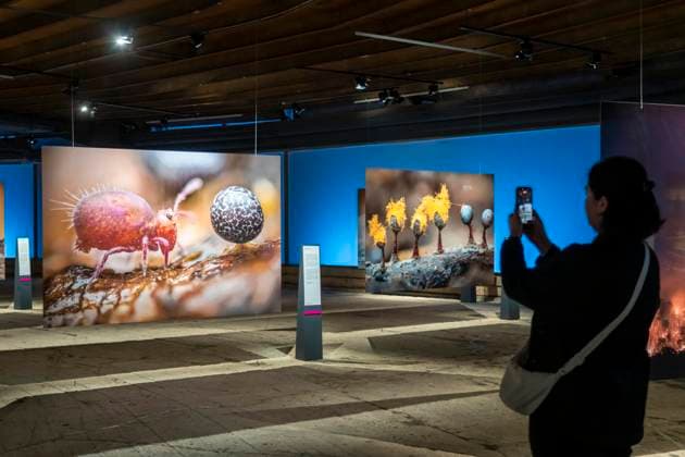 Neue Ausstellung im Gasometer Oberhausen, Mythos Wald, auf 3 Ebenen und mit mehreren Thematischen Kapiteln zeigt die Ausstellung die Diversität der Wälder der Welt mit Bildern, Videos und Exponaten, NRW, Deutschland, Mythos Wald Oberhausen