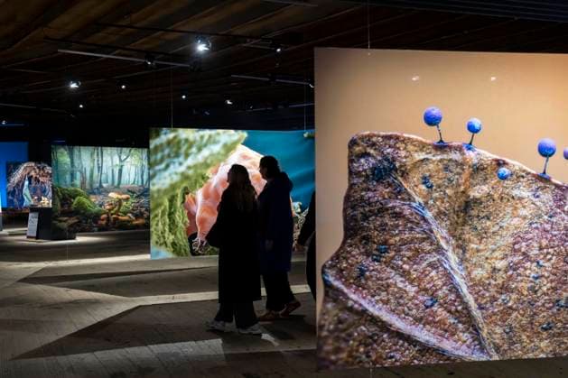 Neue Ausstellung im Gasometer Oberhausen, Mythos Wald, auf 3 Ebenen und mit mehreren Thematischen Kapiteln zeigt die Ausstellung die Diversität der Wälder der Welt mit Bildern, Videos und Exponaten, NRW, Deutschland, Mythos Wald Oberhausen