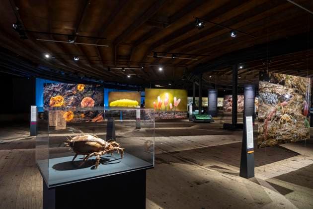 Neue Ausstellung im Gasometer Oberhausen, Mythos Wald, auf 3 Ebenen und mit mehreren Thematischen Kapiteln zeigt die Ausstellung die Diversität der Wälder der Welt mit Bildern, Videos und Exponaten, NRW, Deutschland, Mythos Wald Oberhausen