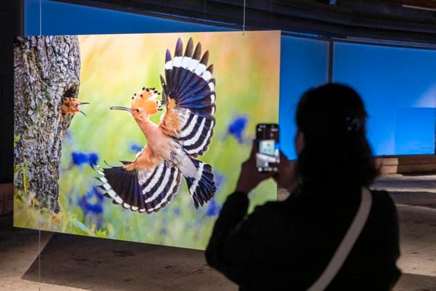Neue Ausstellung im Gasometer Oberhausen, Mythos Wald, auf 3 Ebenen und mit mehreren Thematischen Kapiteln zeigt die Ausstellung die Diversität der Wälder der Welt mit Bildern, Videos und Exponaten, NRW, Deutschland, Mythos Wald Oberhausen