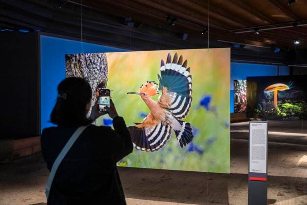 Neue Ausstellung im Gasometer Oberhausen, Mythos Wald, auf 3 Ebenen und mit mehreren Thematischen Kapiteln zeigt die Ausstellung die Diversität der Wälder der Welt mit Bildern, Videos und Exponaten, NRW, Deutschland, Mythos Wald Oberhausen