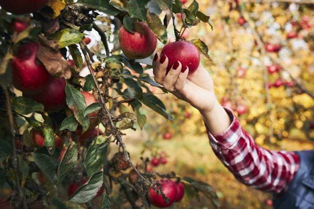 Frau pflückt reife Äpfel auf dem Bauernhof. Landwirt schnappt Äpfel vom Baum im Obstgarten. Frische, gesunde Früchte, die in der Herbstsaison gepflückt werden können. Landwirtschaftliche Industrie. Erntezeit auf dem Land Woman picking ripe apples on farm. Farmer grabbing apples from tree in orchard. Fresh healthy fruits ready to pick on fall season. Agricultural industry. Harvest time in countryside Copyright: imageBROKER PrzemekxKlos ibxiqx16933693.jpg ,model released, Symbolfoto ,property released