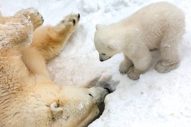 RUSSIA, NOVOSIBIRSK - MARCH 20, 2026: A polar bear cub is seen at the Novosibirsk Zoo. The cub was born 7 December 2025 to polar bears Kai and Gerda. Biologists haven t yet examined it or determined its sex. Kirill Kukhmar TASS  90275095