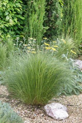 Mexikanisches Federgras, Duennblaettriges Federgras, Zartes Federgras, Engelhaar, Ponytails (Stipa tenuissima Ponytails , Stipa tenuissima Ponytails, Nasella tenuissima), Ziergras im Garten, Sorte Ponytails Mexican feathergrass, Finestem needlegrass, Fineleaved nassella, Argentine needle-grass (Stipa tenuissima Ponytails , Stipa tenuissima Ponytails, Nasella tenuissima), in a garden, cultivar Ponytails , Netherlands BLWS744510 *** Mexican Feather grass, Duennblaettriges Feather grass, Delicate Feather grass, Angel hair, ponytails Stipa tenuissima ponytails , Stipa tenuissima Ponytails, Nasella tenuissima , Ziergras at Garden, Variety ponytails MEXICAN feathergrass, Finestem needlegrass, Fineleaved nassella, Argentine N Copyright: xblickwinkel McPHOTO H.-R.xMuellerx