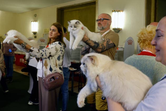 (260322) -- BUCHAREST, March 22, 2026 -- Ragdoll cats are judged during Sofisticat Spring International Catshow at Palace Hall in Bucharest, Romania, March 21, 2026. More than 200 cats of around 30 breeds participated in the two-day feline beauty contest. (Photo by Xinhua) ROMANIA-BUCHAREST-FELINE BEAUTY CONTEST CristianxCristel 