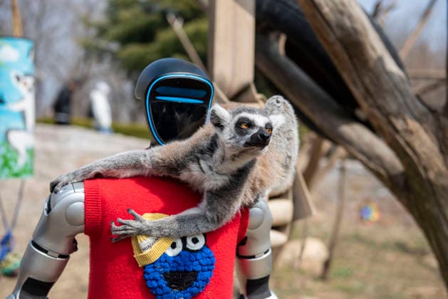QINGDAO, CHINA - MARCH 21: A humanoid robot feeds a ring-tailed lemur during a spring parade at Qingdao Forest Wildlife World on March 21, 2026 in Qingdao, Shandong Province of China. Qingdao Forest Wildlife World held a spring parade featuring humanoid robots, robotic dogs, and wild animals. The robots even fed some animals, delighting crowds of visitors who came to watch and interact.  Copyright: xVCGx 111629797821