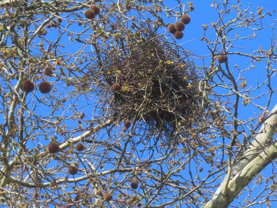 Creative Highlights World Blick auf ein Elsternest in der Krone einer Platane Elstervilla in luftiger Hoehe *** View of a magpie nest in the crown of a plane tree Magpie villa at lofty heights