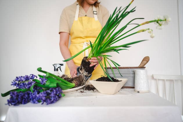 Flower arrangement and planting hyacinth and narcissus indoors model released, Symbolfoto property released, IGEF00735