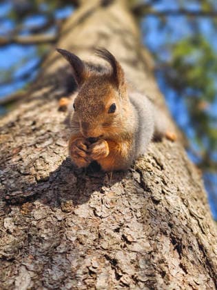 Creative Highlights World Ein Eichhörnchen sitzt auf rauer Baumrinde Squirrel perches on rugged tree bark. Ears twitch, eyes focused on nut in paws. Sunlight glints off fur, casting soft shadows. Tree trunk shows rough, textured bark (License=RF) Copyright: xZoonar.com StanislavxSablinx 24815714