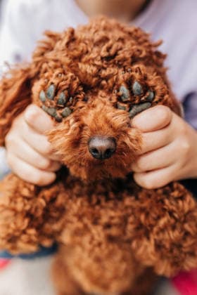 Curly haired toy poodle dog with closed eyes in a playful outdoor moment model released, Symbolfoto property released, NASF00189