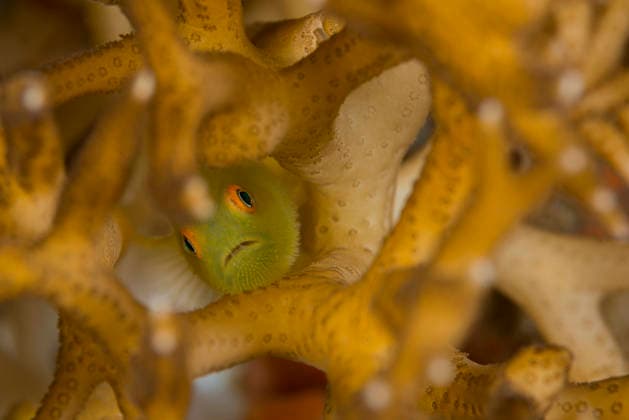 Creative Highlights World Bearded goby paragobiodon xanthosoma hidden in coral reef Lembeh Strait, TOVF00425