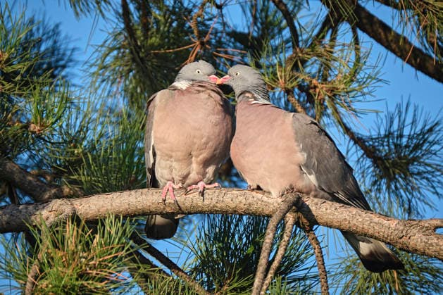 Creative Highlights World Ringeltauben ( Columba palumbus ). Ringeltauben ( Columba palumbus ). 20250825MIC0008 *** Wood pigeons Columba palumbus Wood pigeons Columba palumbus 20250825MIC0008