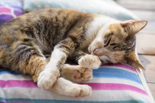 Porträt einer niedlichen Kalikokatze, die auf dem Kissen schläft Portrait Of Cute Calico Cat Sleeping On The Cushion Copyright: imageBROKER TonixRantala ibxiqx16886852.jpg ,model released, Symbolfoto ,property released
