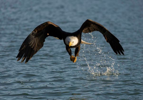 Bald Eagle Rising from Water Trailing Droplets near Homer, Alaska United States, Alaska, Homer CR_MQJA260324B-1988940-01